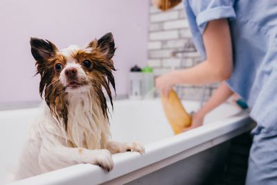 Pet Grooming and Pet Sitting Insurance in New Orleans, LA by Louisiana Underwriters, LLC