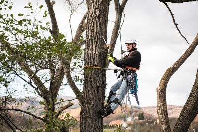 Tree Trimming Insurance in New Orleans, LA by Louisiana Underwriters, LLC